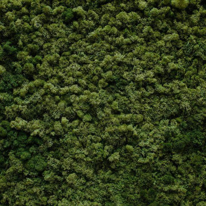 A closeup of vibrant green moss.